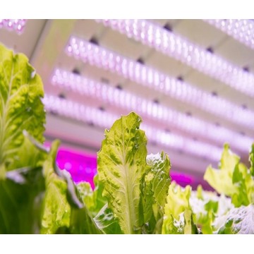 EZYGRO Horticulture Supplementary Light, Growth Light, Artificial lighting in agriculture