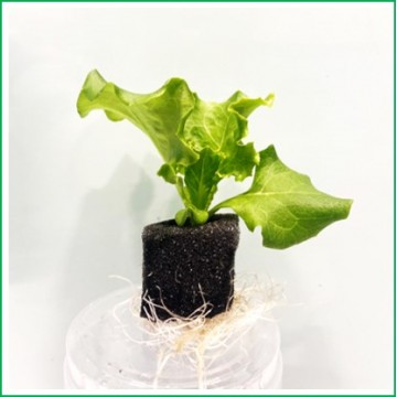 Green Lettuce Matured Seedling  (ready to transplant to  Hydroponic Grower )