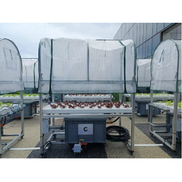 SmartAgro Vertical System for Leafy Green / Strawberry / R&D