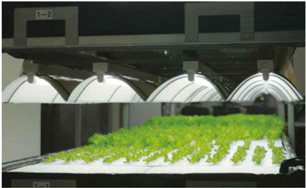 Existing plant factory production facility renewal project - Japan
