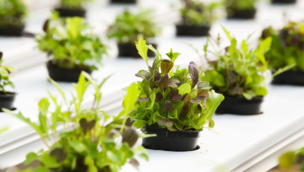 植物工場の最新情報