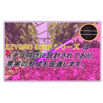 Ezygro®EGLPシリーズイチゴ・花育成用LED