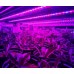 EZYGROイージグロー高効率 植物育成用LED 照明