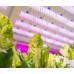 EZYGROイージグロー高効率 植物育成用LED 照明
