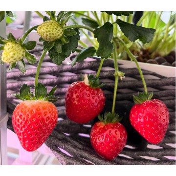 SMARTAGROスマートアグロー環境制御システムソリューション