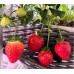 SMARTAGROスマートアグロー環境制御システムソリューション