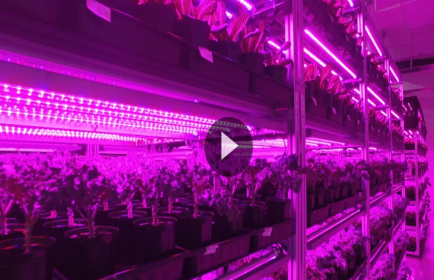 シンガポール政府はアリアンテックの取引先Vegeponics にインタビュー シンガポール政府はアリアンテックの取引先Vegeponics にインタビュー
