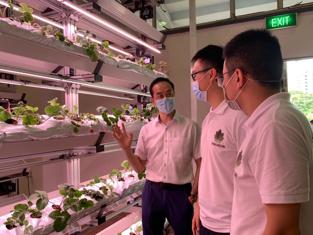 アリアンテックの植物工場ソリューションを導入したSingrowのインタビュー アリアンテックの植物工場ソリューションを導入したSingrowのインタビュー