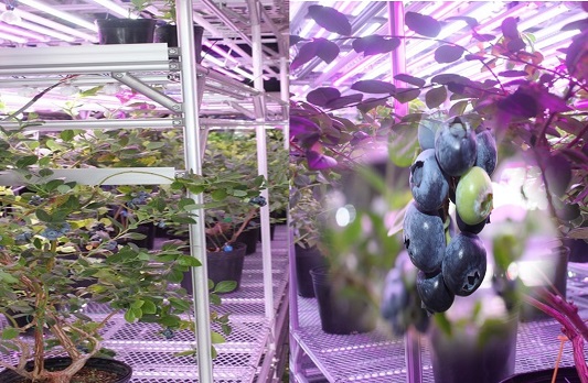 ブルベリー植物工場ー新見メンテック (日本・岡山県)