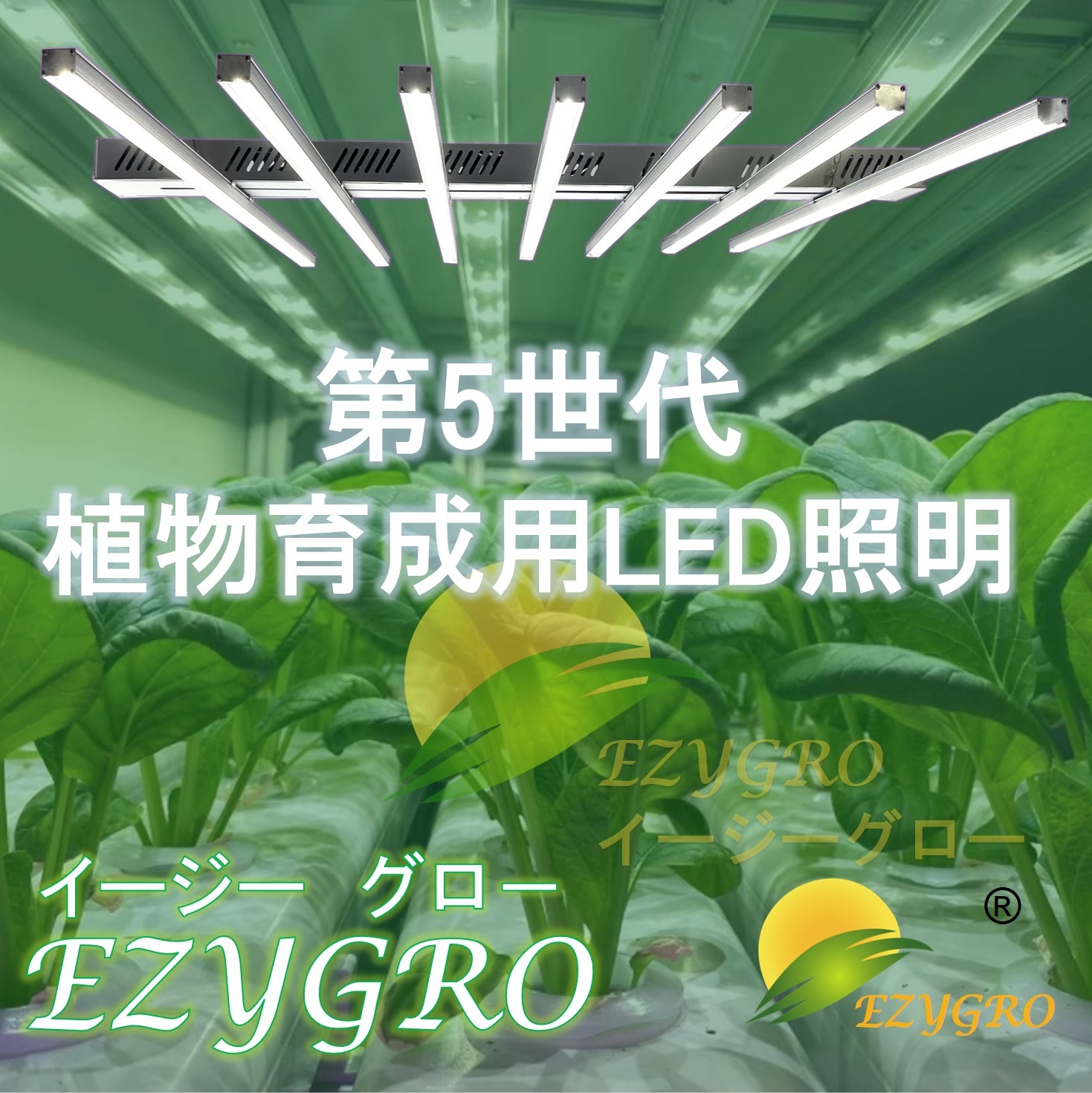 イージーグロー1
